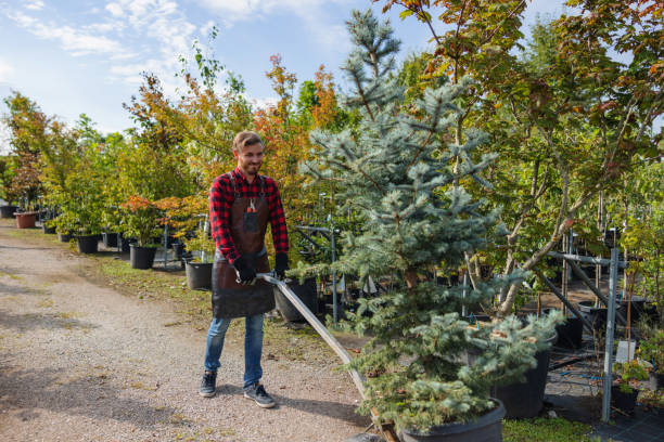 Atlantic Beach, NC Tree Removal and Landscaping Services Company